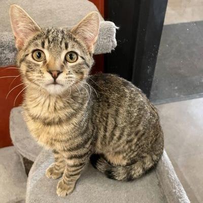 Enlarge Gingerbread, a ADOPTABLE Domestic Short Hair in Rochester, MN image 3/3