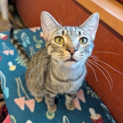 Gingerbread, a ADOPTABLE Domestic Short Hair in Rochester, MN image 1/6