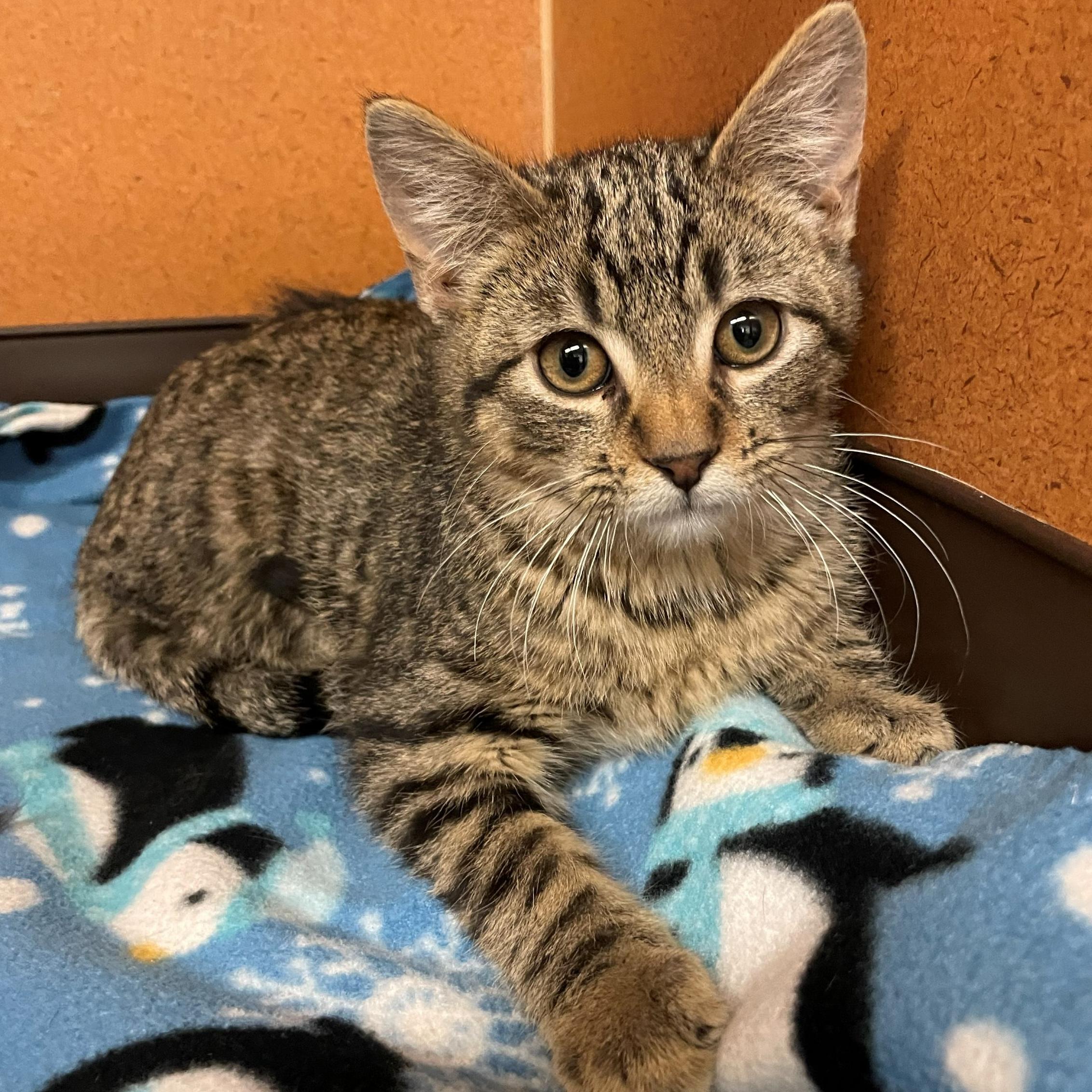 Gingerbread, ADOPTABLE, Kitten Male Domestic Short Hair.