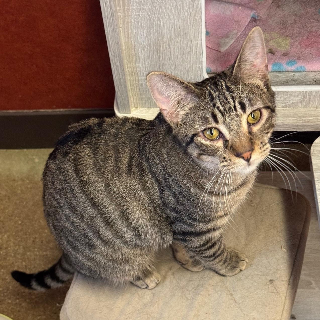 Gingerbread, ADOPTABLE, Young Male Domestic Short Hair.