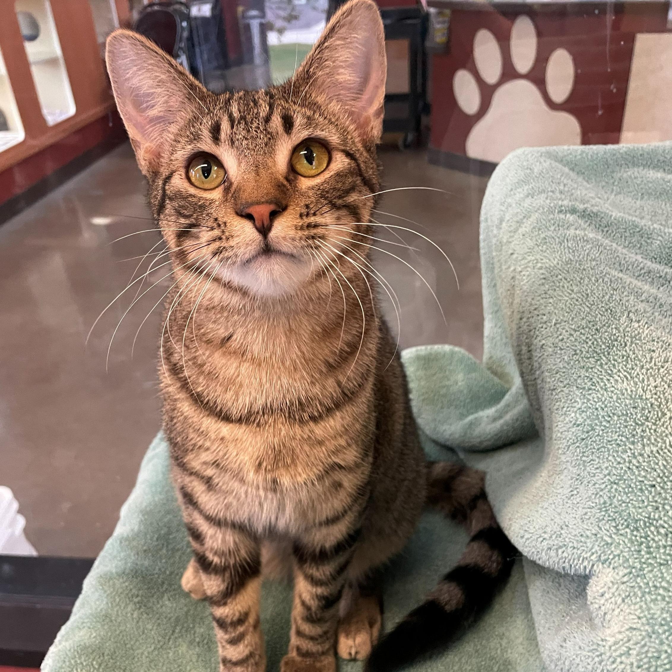 Gingerbread, ADOPTABLE, Young Male Domestic Short Hair.