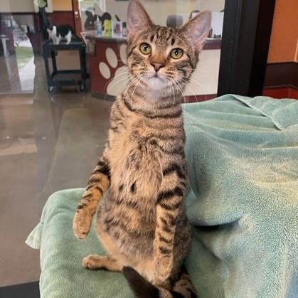 Gingerbread, a ADOPTABLE Domestic Short Hair in Rochester, MN image 2/5