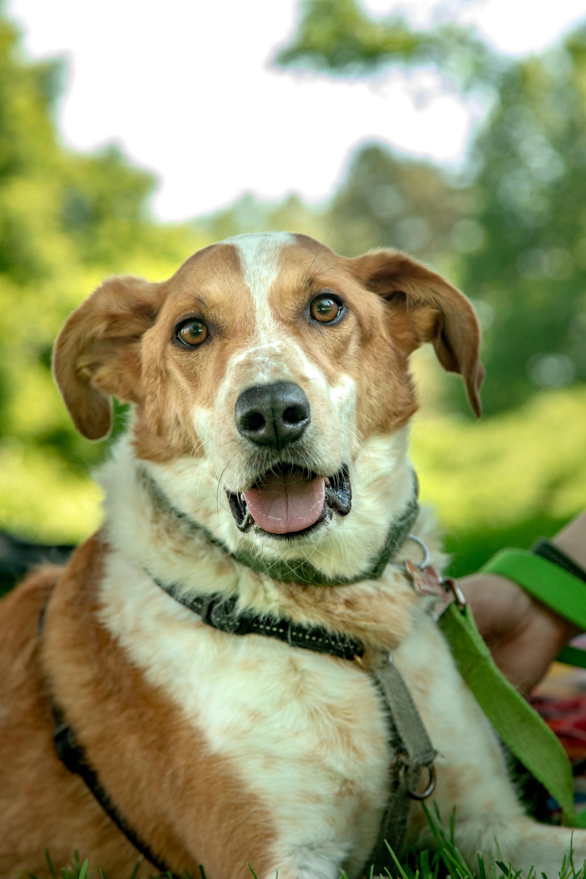 Enlarge Dexter, a Adoptable mixed breed in Mississauga, ON image 4/4