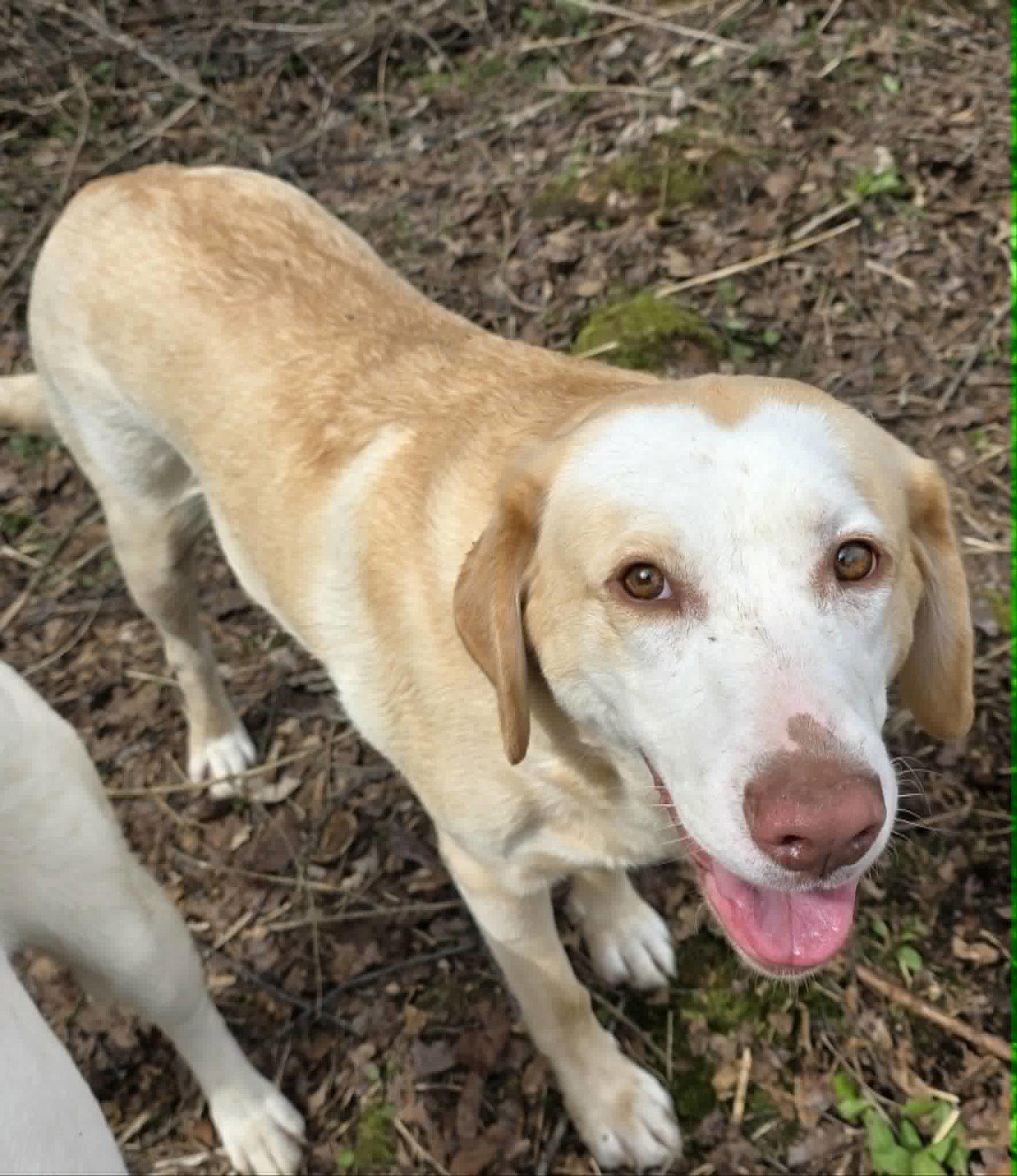 Sydney, Adopted, Young Female Yellow Labrador Retriever & Hound.
