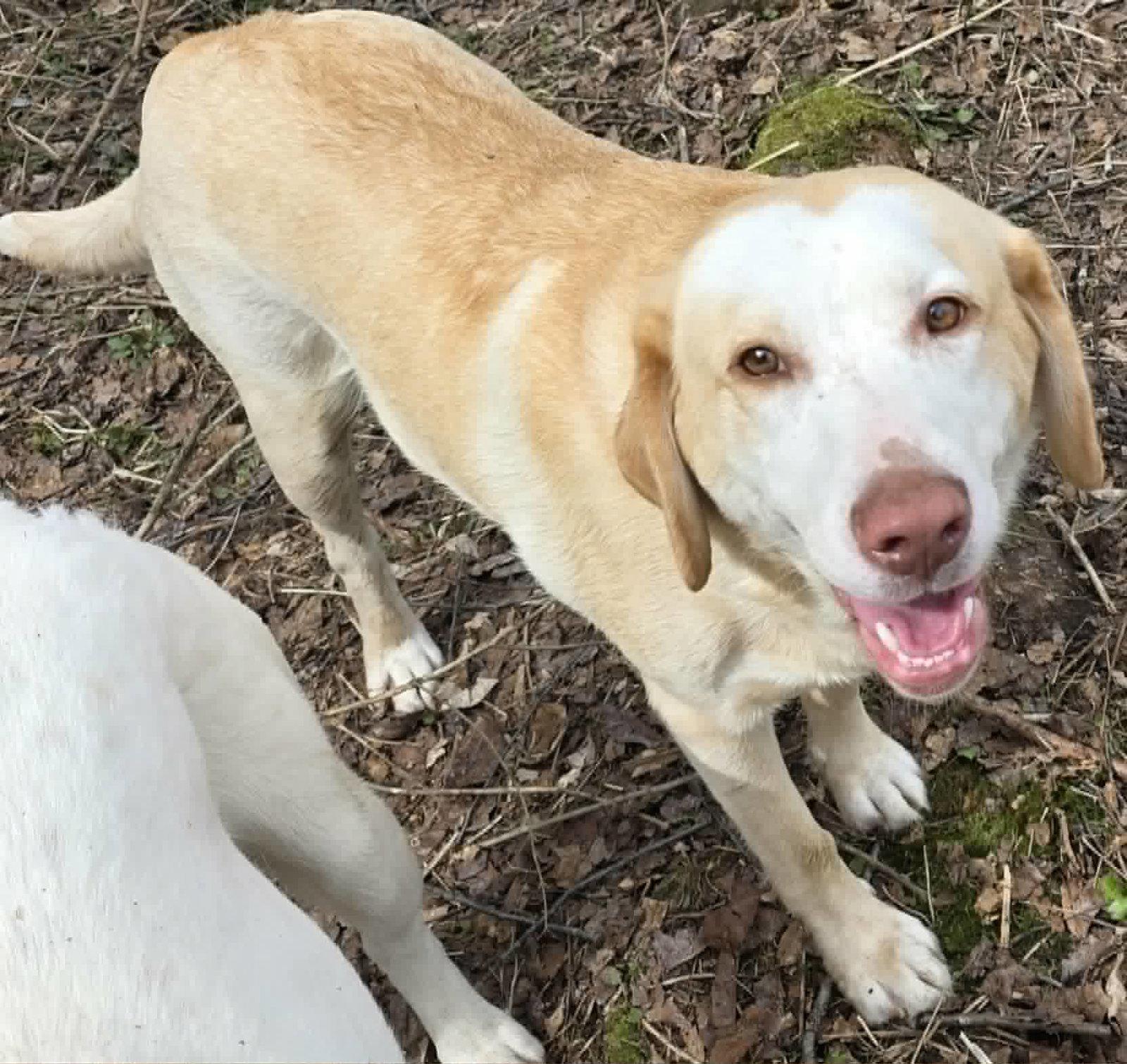 Enlarge Sydney, a Adopted mixed breed in Cuba, NY image 2/2