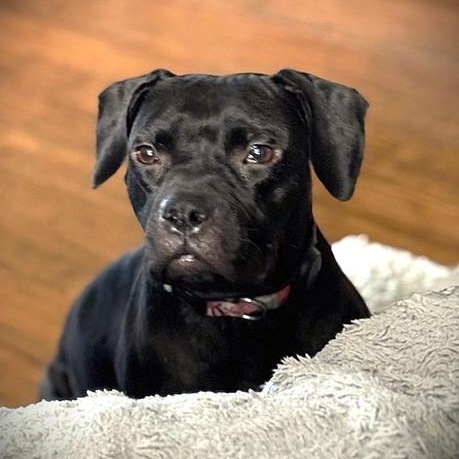 Enlarge Prim, a Adoptable mixed breed in Palm Harbor, FL image 2/4