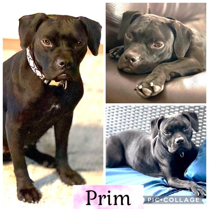 Enlarge Prim, a Adoptable mixed breed in Palm Harbor, FL image 1/1