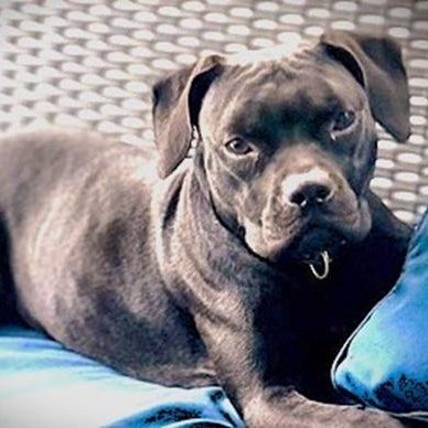 Enlarge Prim, a Adoptable mixed breed in Palm Harbor, FL image 1/4