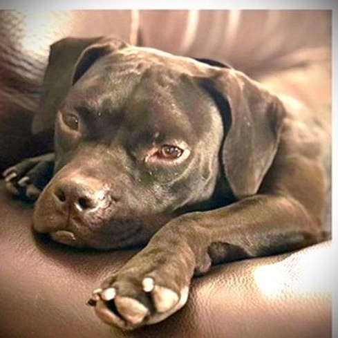 Enlarge Prim, a Adoptable mixed breed in Palm Harbor, FL image 3/4