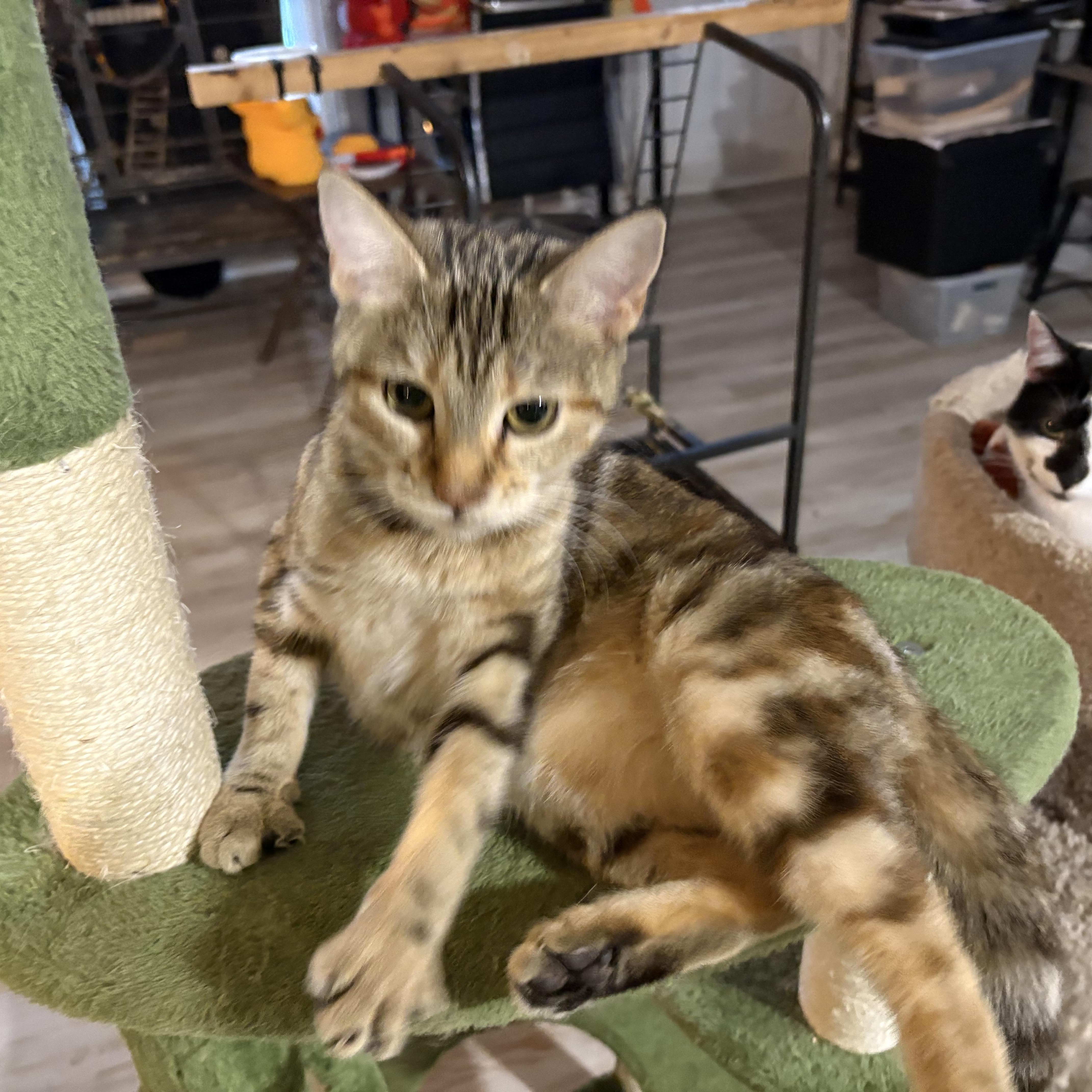 Enlarge Ginger, a Adoptable mixed breed in Wilmington, IL image 1/2