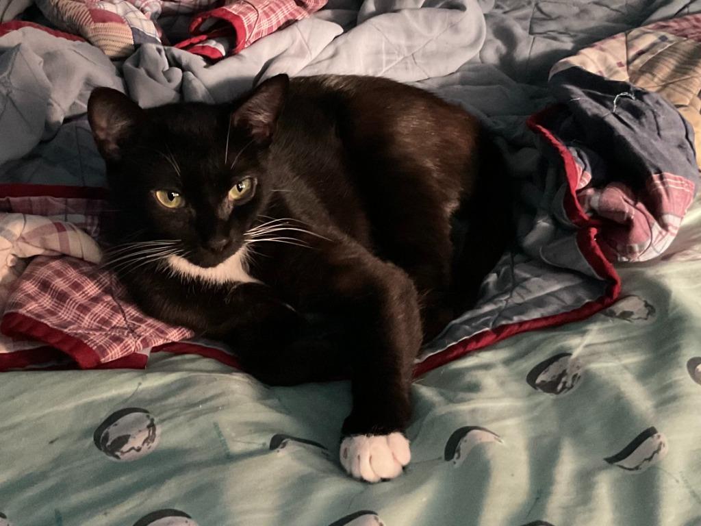 Rhapsody25, Adoptable, Young Female Domestic Short Hair.