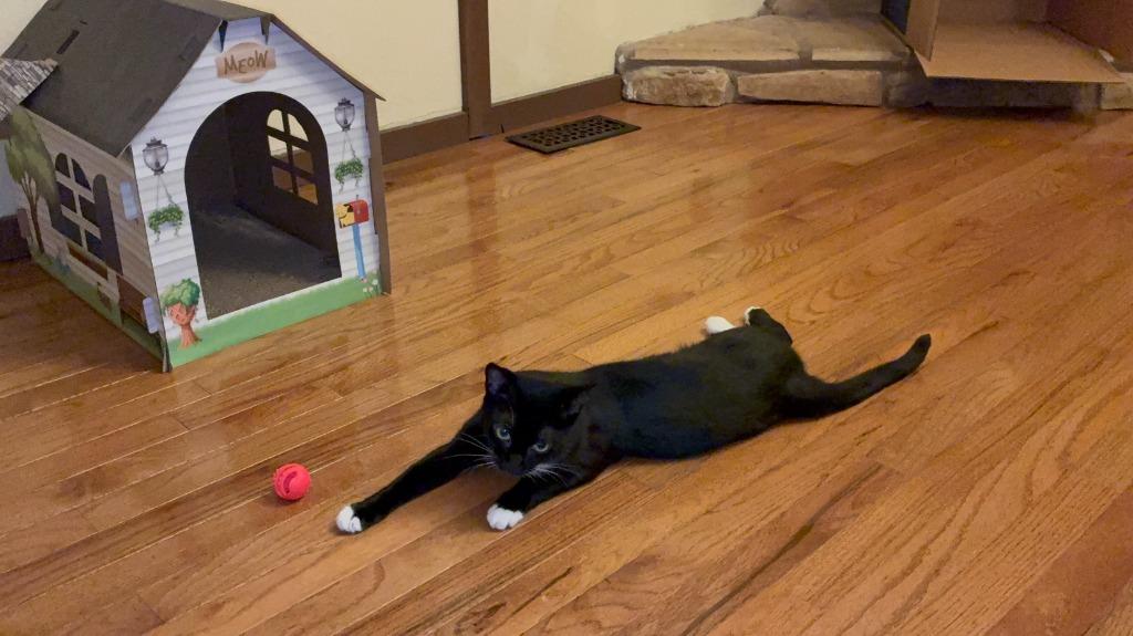 Enlarge Rhapsody25, a Adoptable mixed breed in Youngsville, NC image 1/4