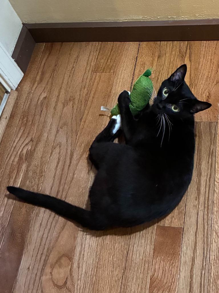 Enlarge Rhapsody25, a Adoptable mixed breed in Youngsville, NC image 2/4