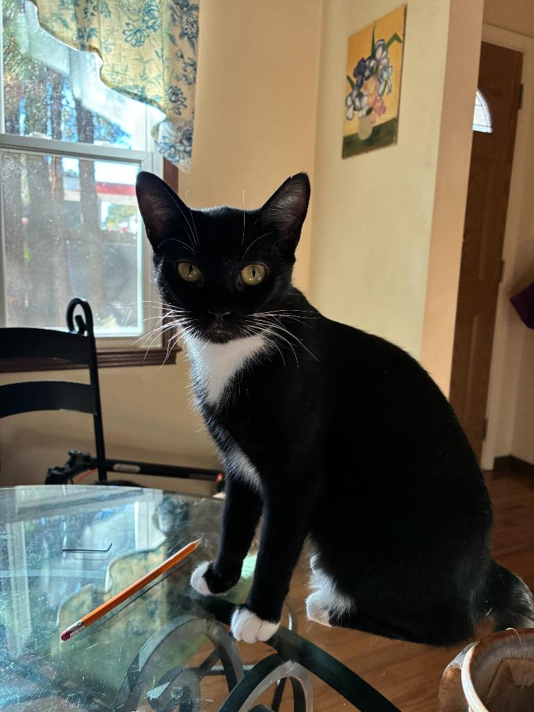 Enlarge Rhapsody25, a Adoptable mixed breed in Youngsville, NC image 2/4