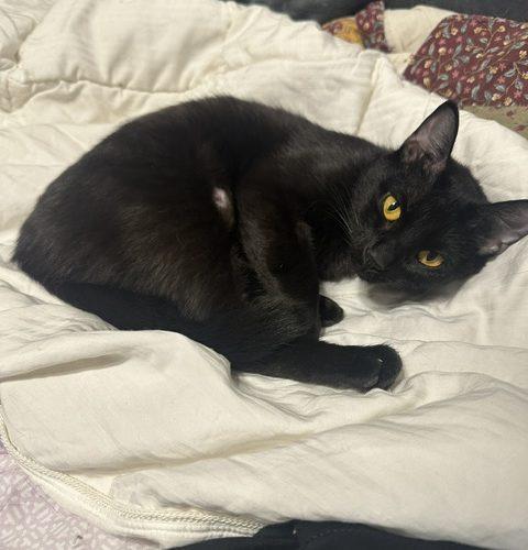 Lily, Adoptable, Young Female Domestic Short Hair.