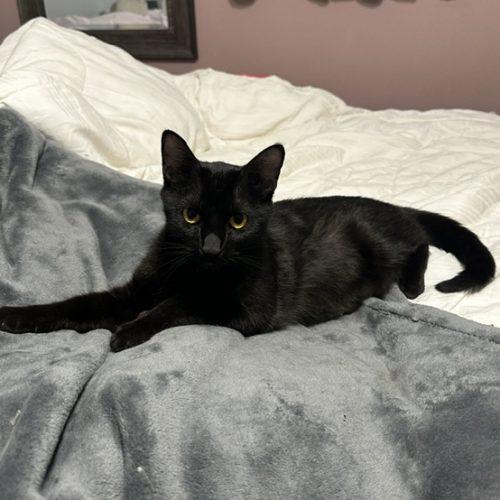 Lily, a Adoptable Domestic Short Hair in Kenosha, WI image 2/3