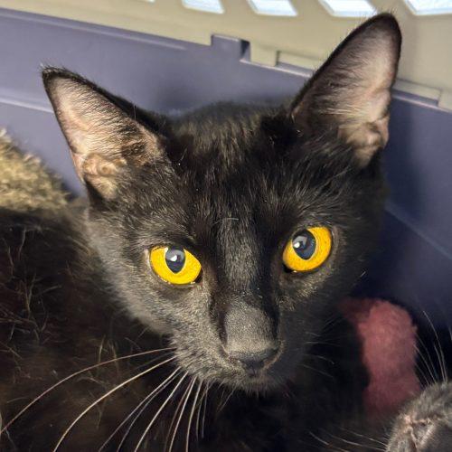 Lily, a Adoptable Domestic Short Hair in Kenosha, WI image 3/3
