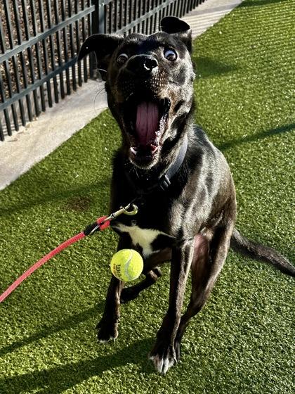 Enlarge Gizmo, a Adoptable mixed breed in Wichita, KS image 1/3