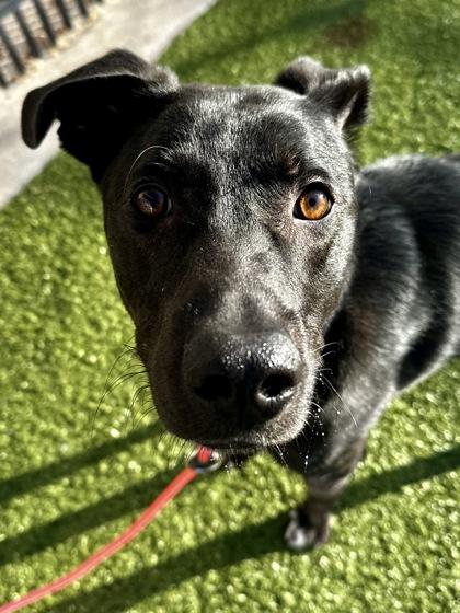 Enlarge Gizmo, a Adoptable mixed breed in Wichita, KS image 2/3