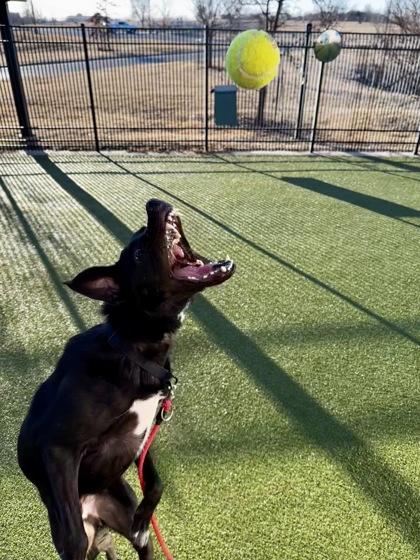 Enlarge Gizmo, a Adoptable mixed breed in Wichita, KS image 3/3