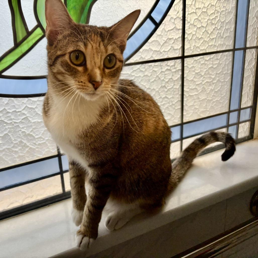 Bella, a Adoptable Domestic Short Hair in Flower Mound, TX image 1/6