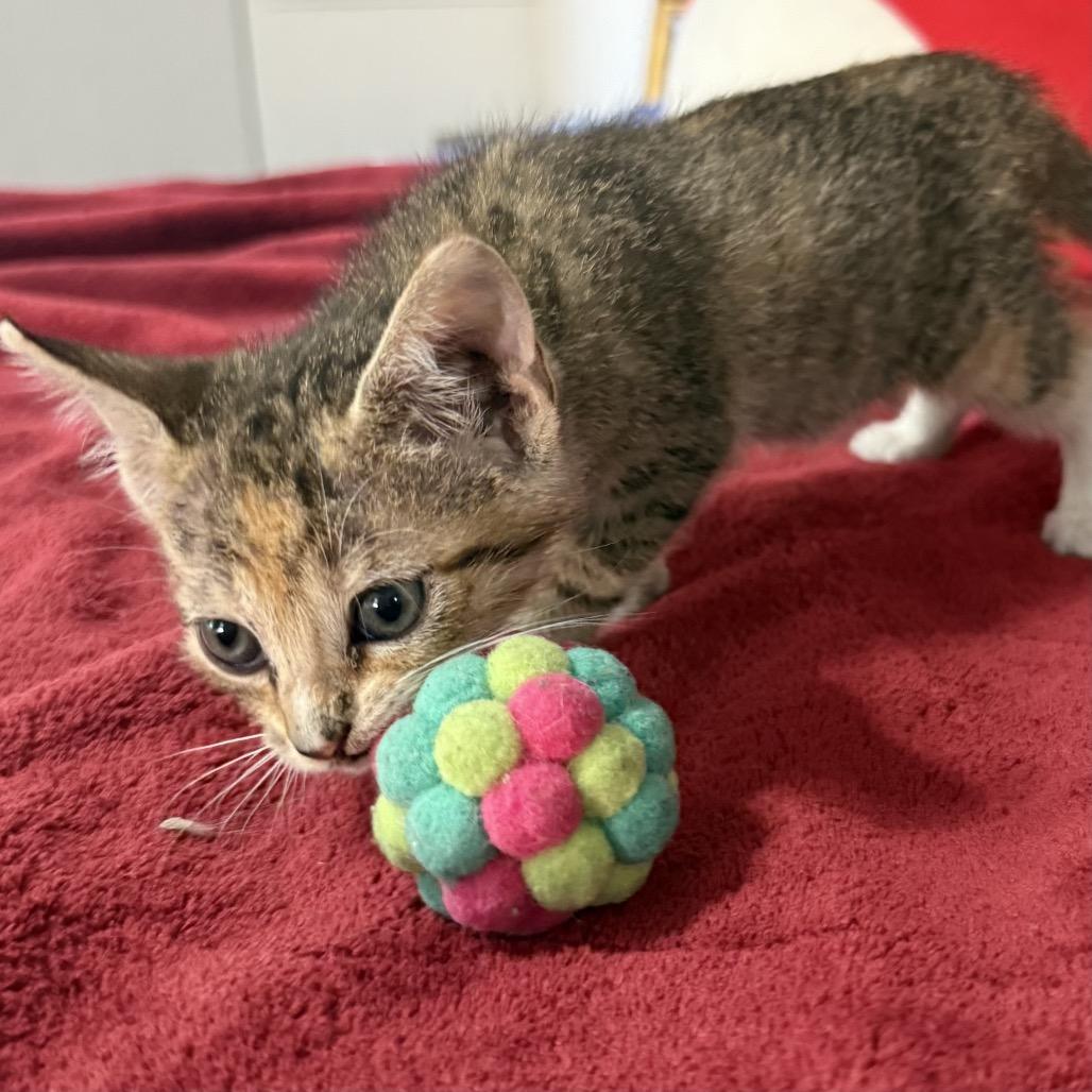 Enlarge Bella, a Adoptable Domestic Short Hair in Flower Mound, TX image 1/6