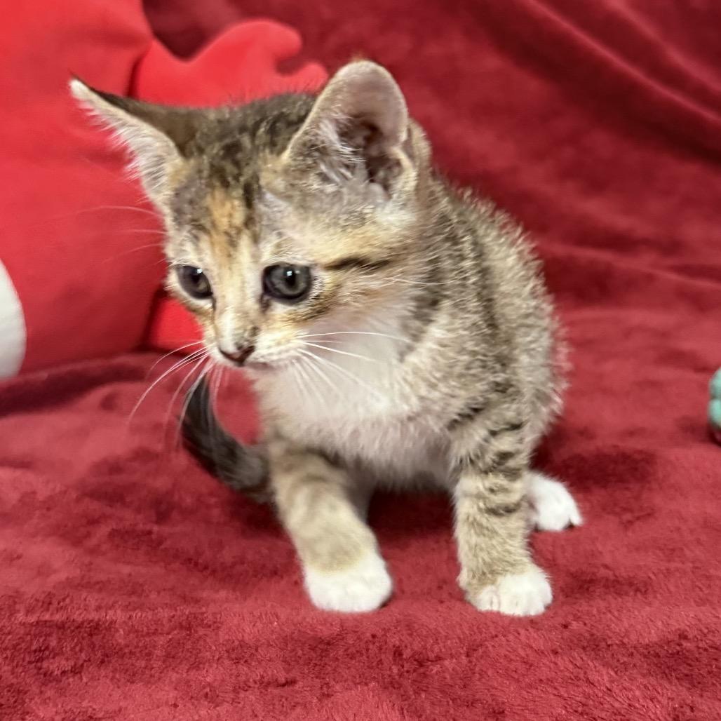 Enlarge Bella, a Adoptable Domestic Short Hair in Flower Mound, TX image 2/6