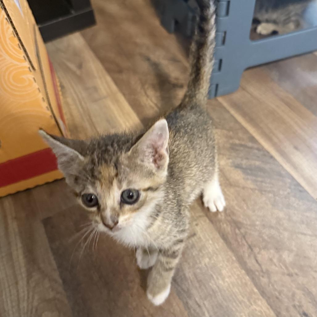 Bella, Adoptable, Young Female Domestic Short Hair.