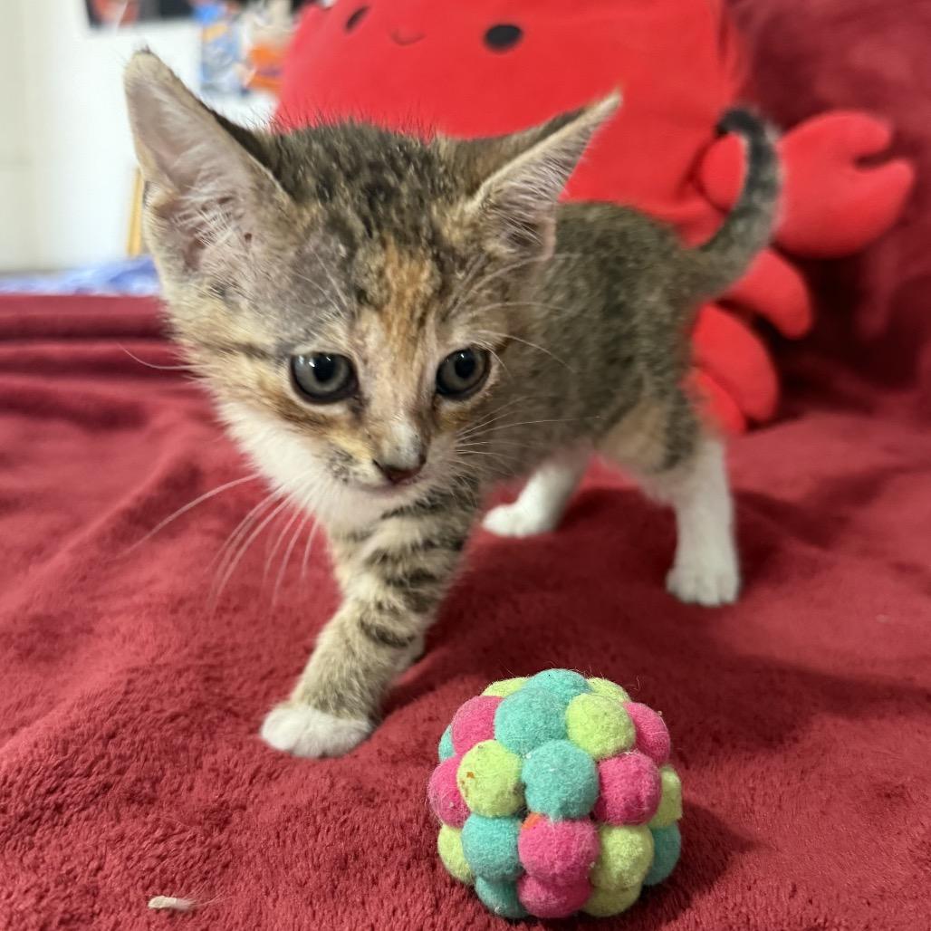 Enlarge Bella, a Adoptable Domestic Short Hair in Flower Mound, TX image 4/6