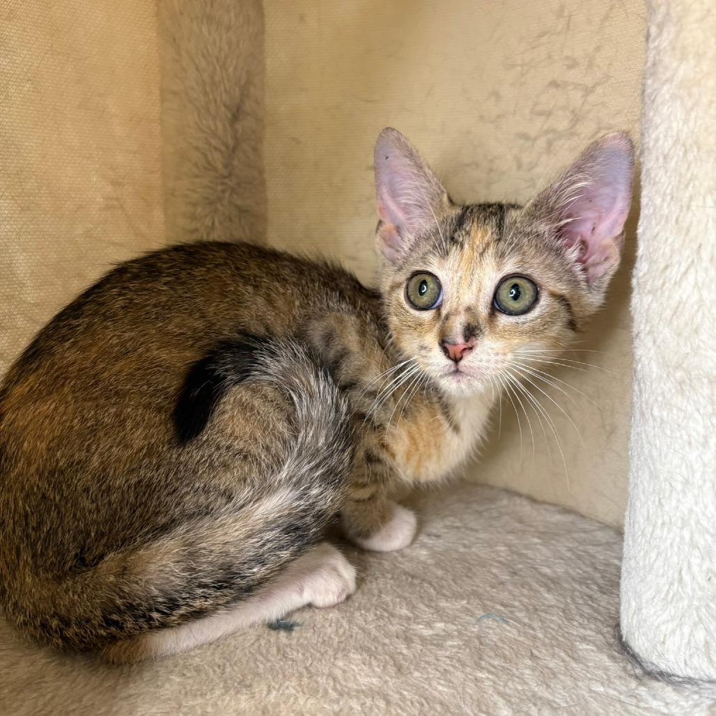 Bella, a Adoptable Domestic Short Hair in Flower Mound, TX image 4/6