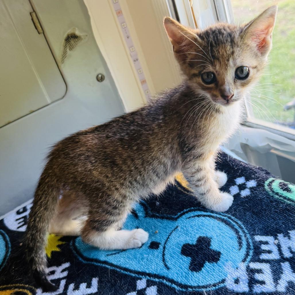 Enlarge Bella, a Adoptable Domestic Short Hair in Flower Mound, TX image 6/6
