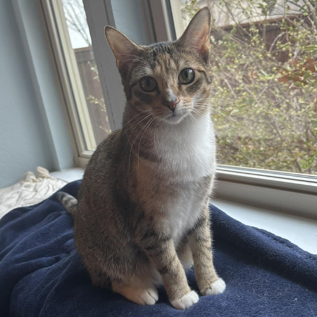 Enlarge Bella, a Adoptable Domestic Short Hair in Flower Mound, TX image 5/6