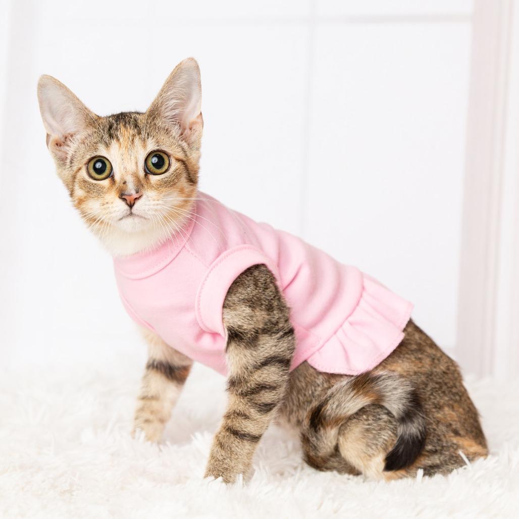 Bella, a Adoptable Domestic Short Hair in Flower Mound, TX image 6/6