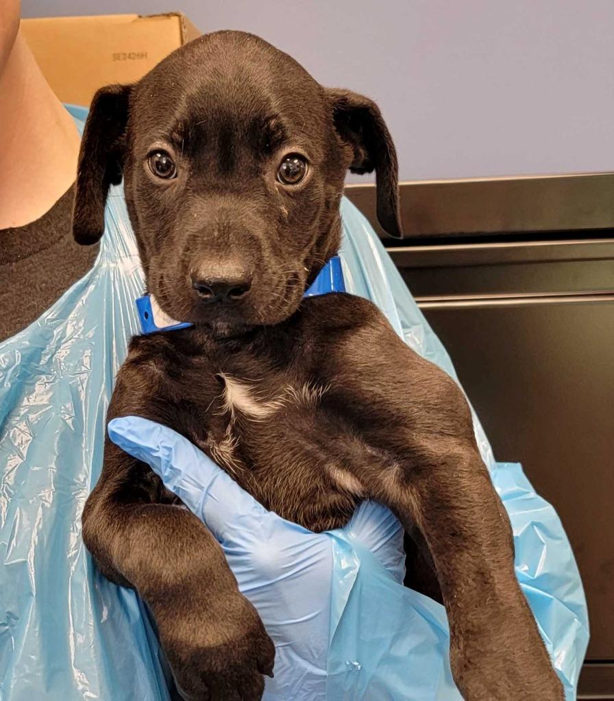 Enlarge Mother's Day, a Adoptable mixed breed in Chillicothe, OH image 1/1