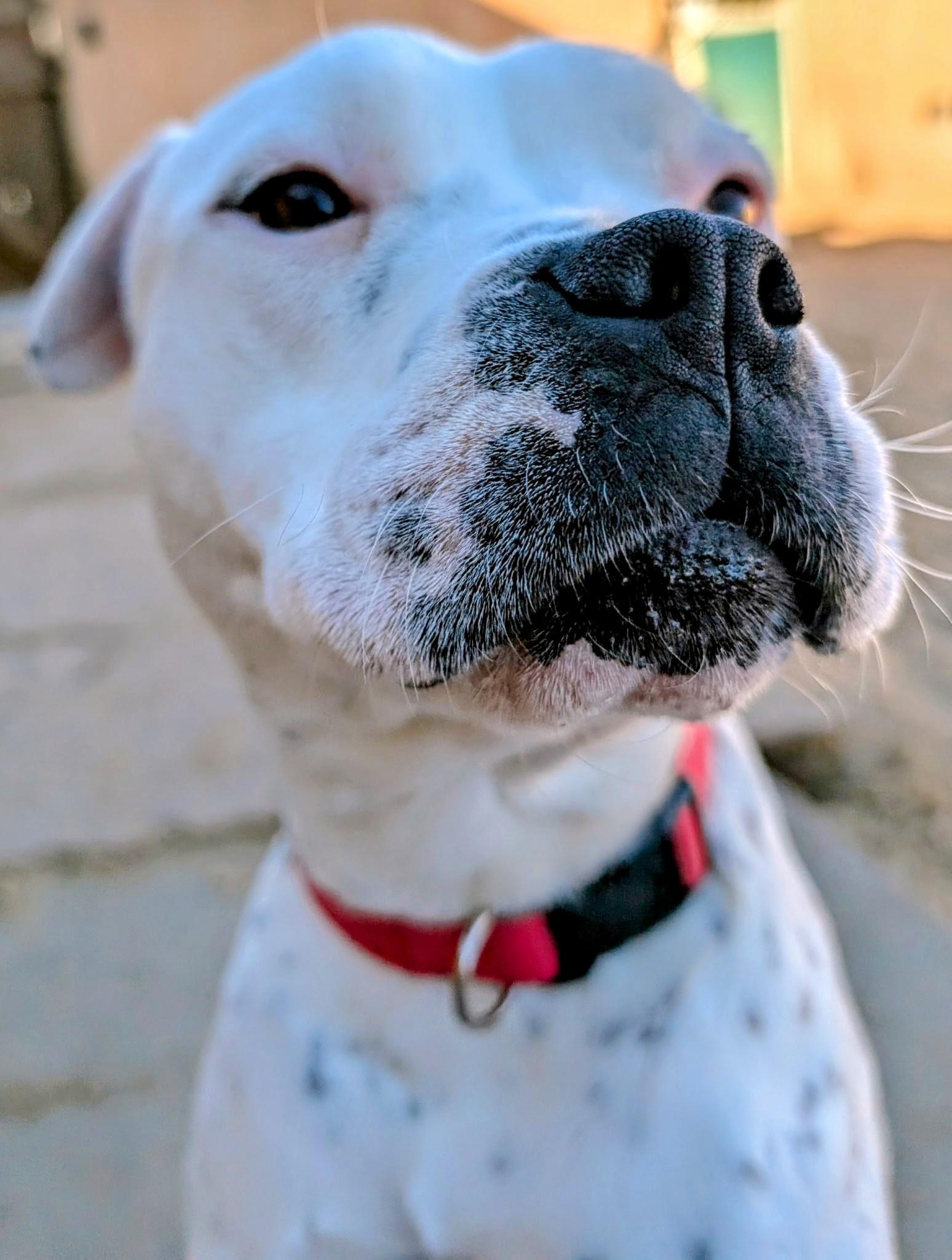 Enlarge SNOWY (deaf female), a Adoptable mixed breed in Pena Blanca, NM image 1/5