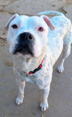 Enlarge SNOWY (deaf female), a Adoptable mixed breed in Pena Blanca, NM image 2/5