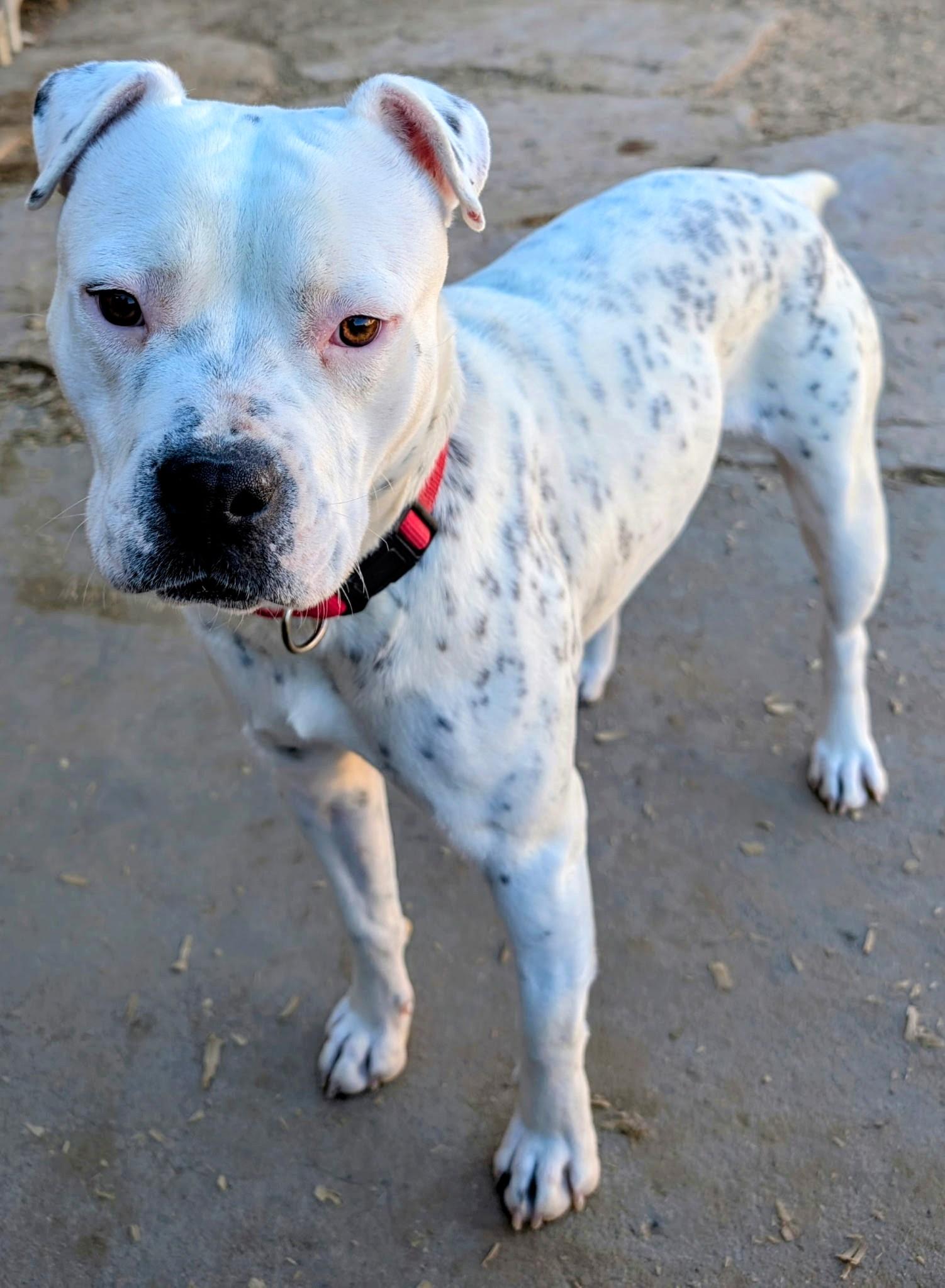 Enlarge SNOWY (deaf female), a Adoptable mixed breed in Pena Blanca, NM image 5/5