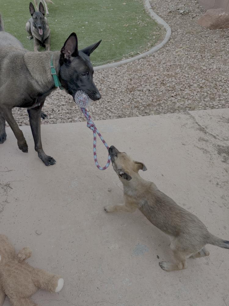 Gretel  Located In thumbnail 3