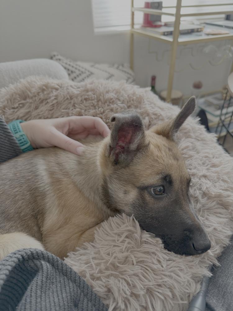 Gretel  Located In thumbnail 5