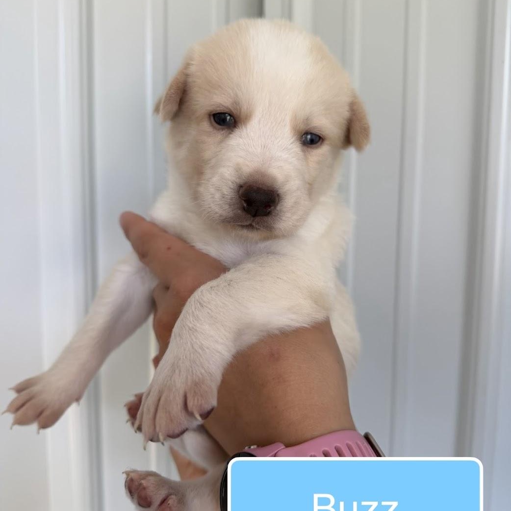 Enlarge Buzz, a ADOPTABLE Mixed Breed in Alma, MI image 4/4