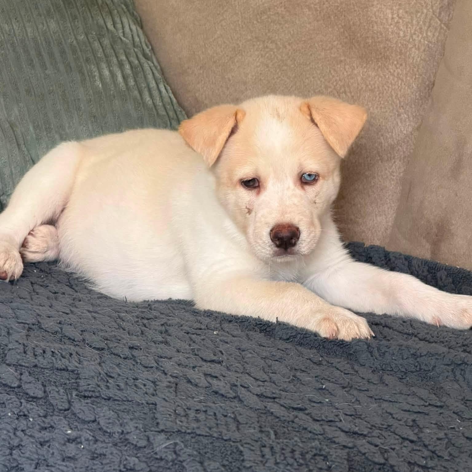Enlarge Buzz, a ADOPTABLE Mixed Breed in Alma, MI image 3/4