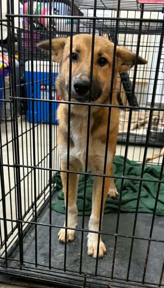 Enlarge Zoinks Crew : Velma, a Adoptable mixed breed in Aurora, IN image 1/1