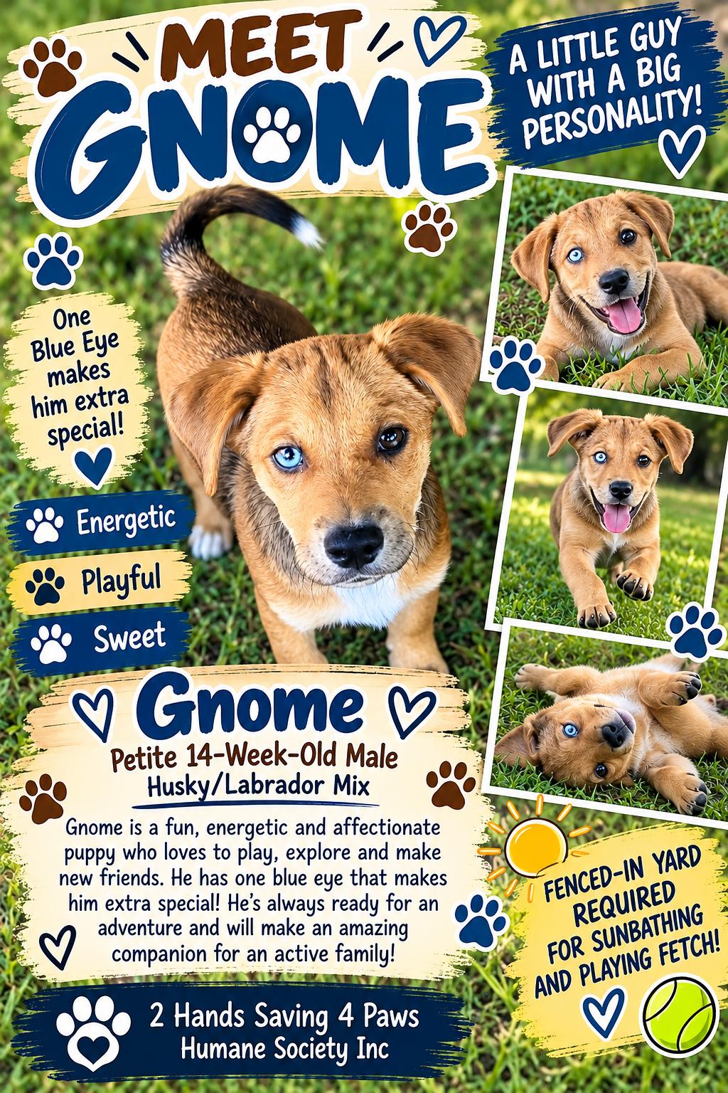 Gnome, Adoptable, Puppy Male Labrador Retriever & Husky.