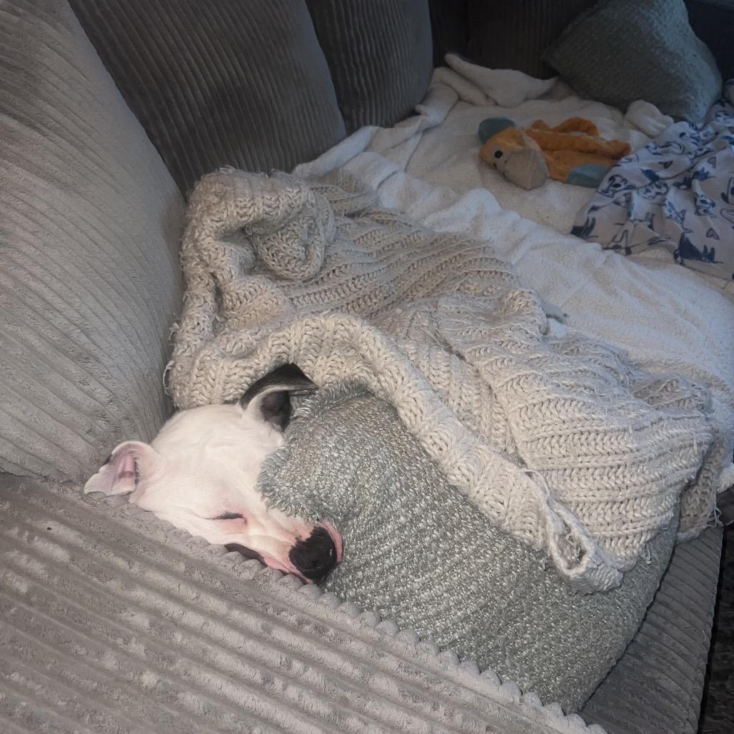 Sunday, Adoptable, Young Female Terrier & Mixed Breed.