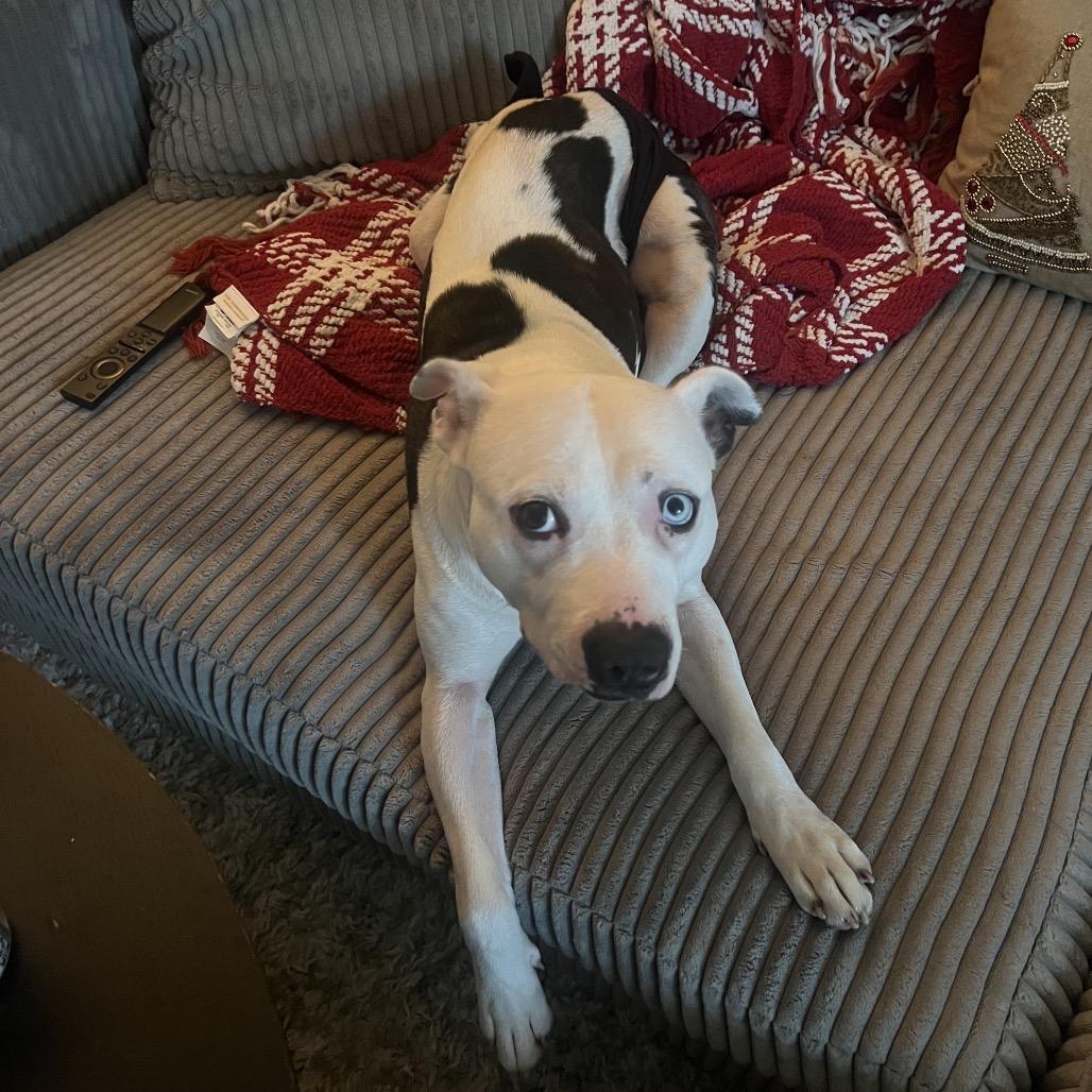 Enlarge Sunday, a Adoptable mixed breed in West Chester, PA image 3/6