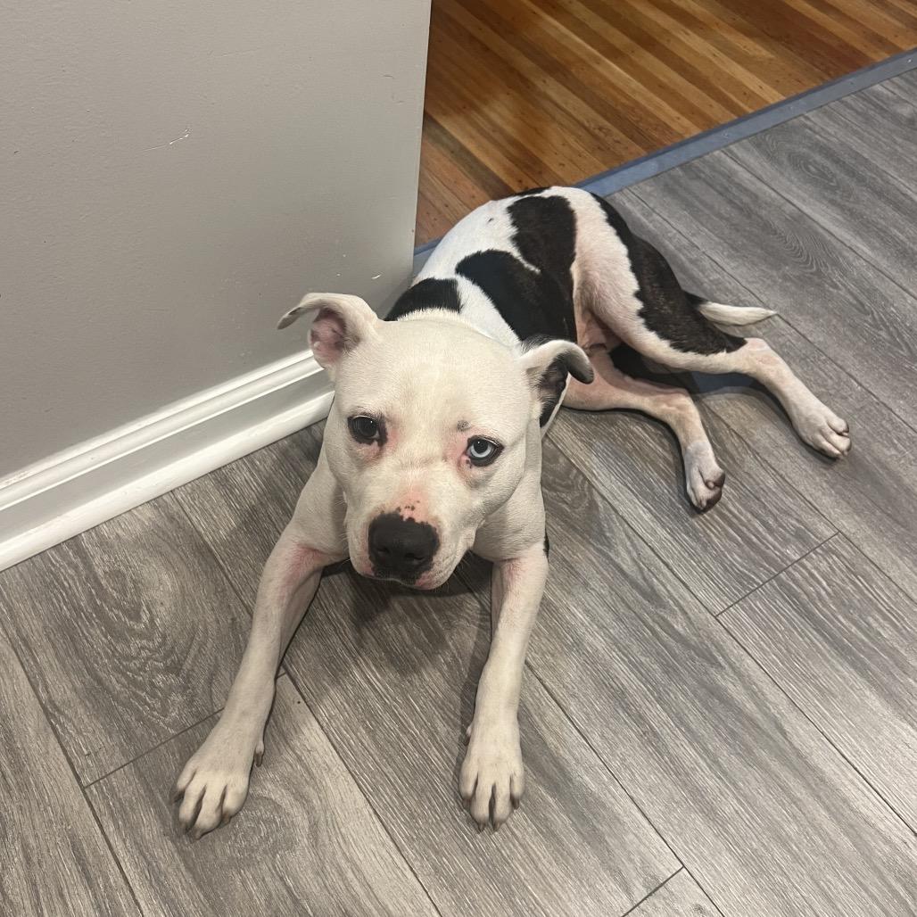 Enlarge Sunday, a Adoptable mixed breed in West Chester, PA image 4/6