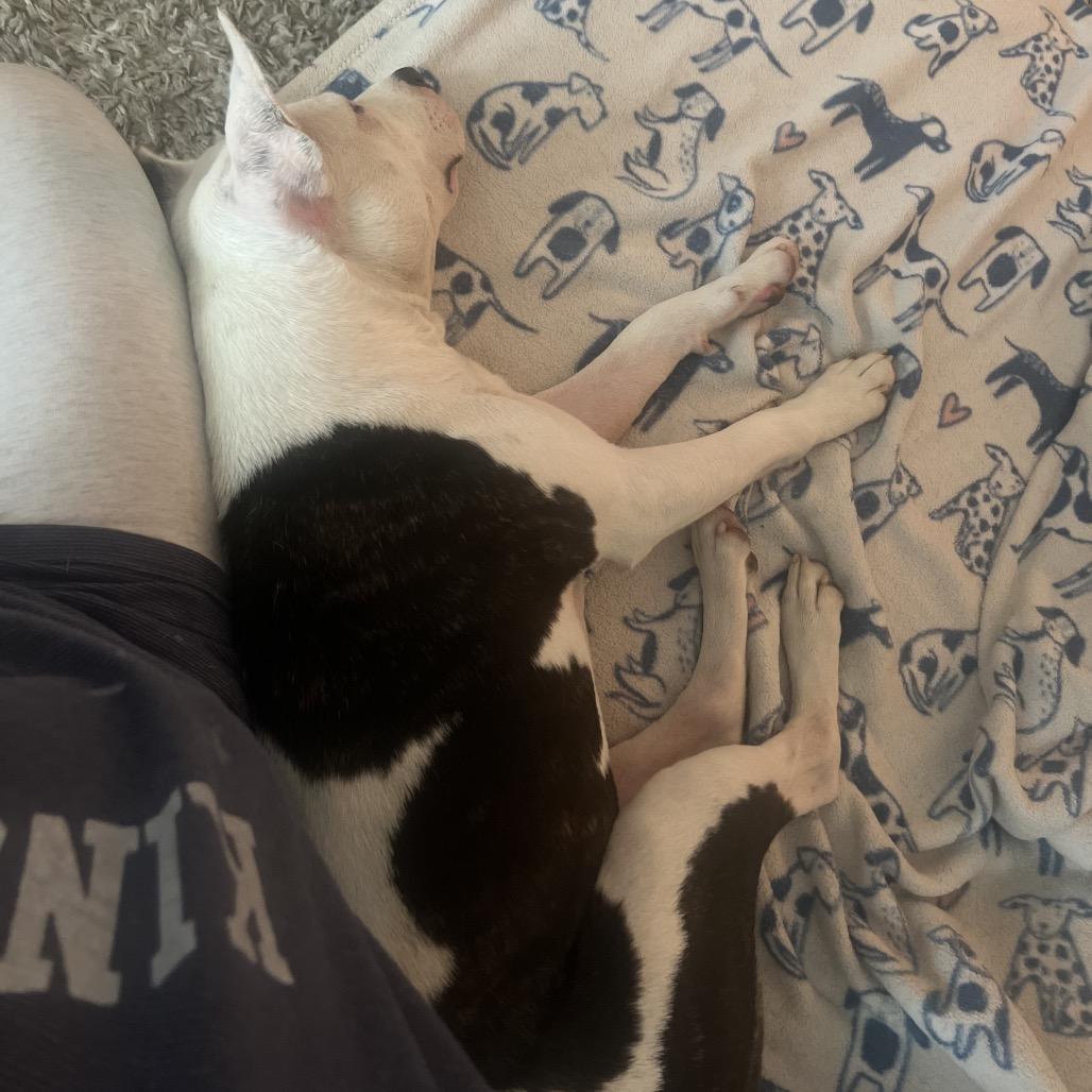 Enlarge Sunday, a Adoptable mixed breed in West Chester, PA image 5/6