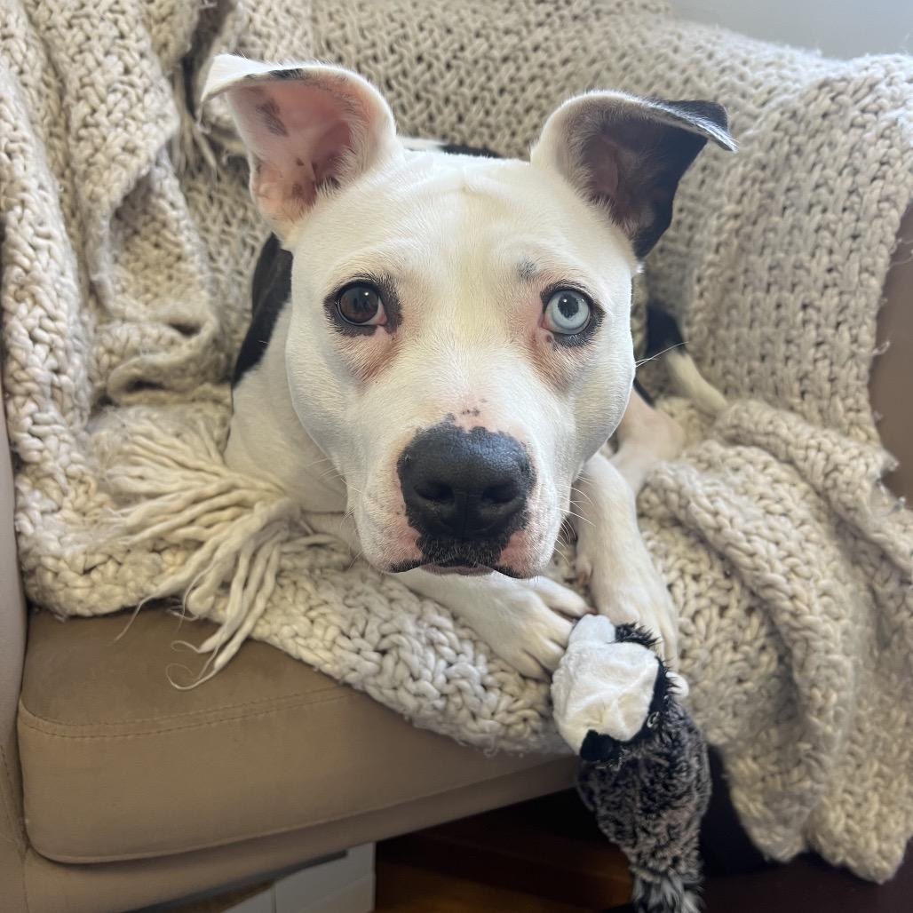 Enlarge Sunday, a Adoptable mixed breed in West Chester, PA image 6/6