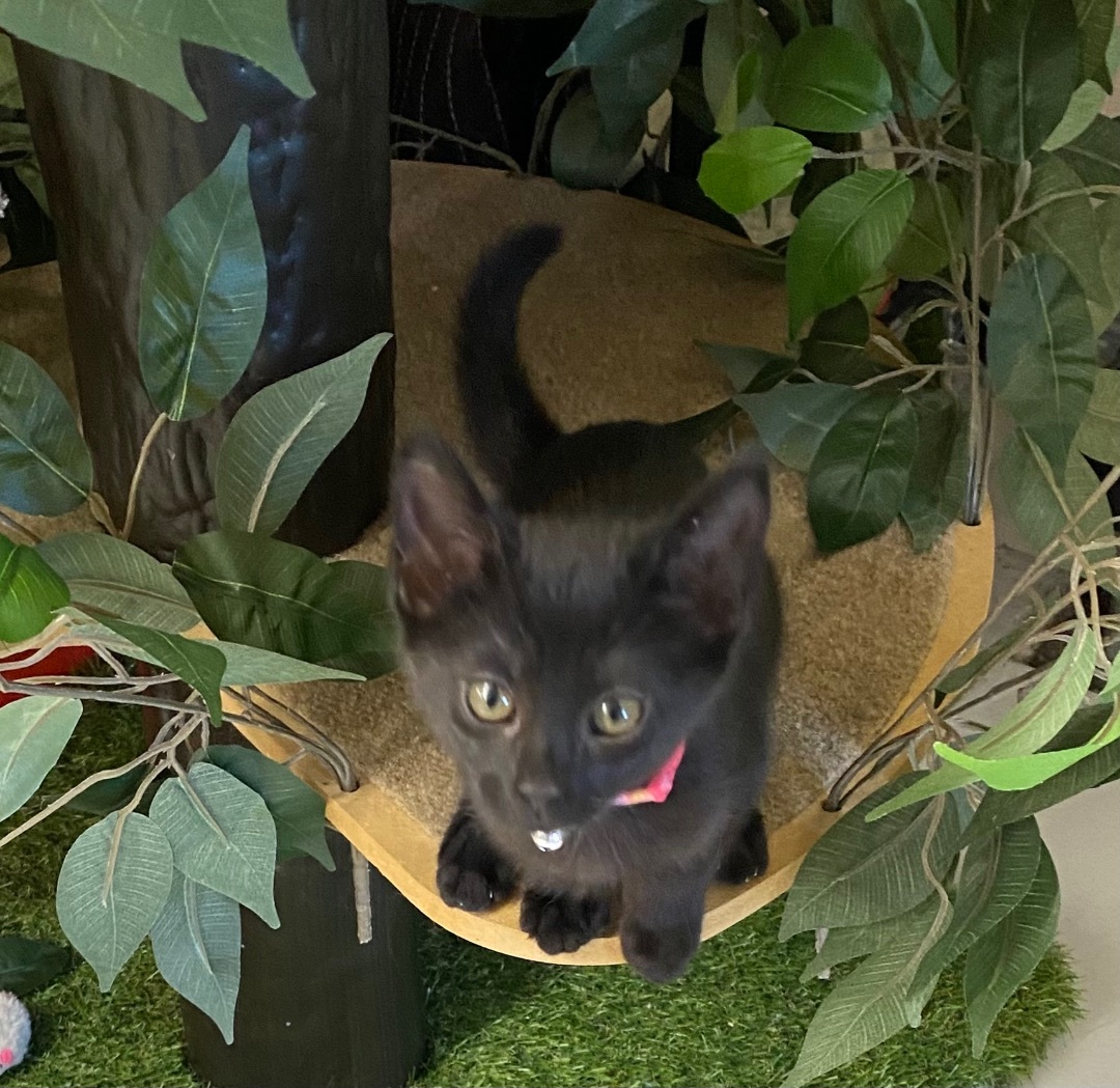 Zelda, Adopted, Kitten Female Domestic Short Hair.