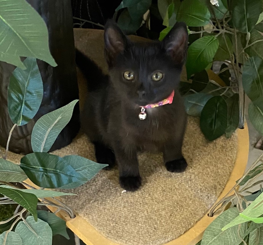 Zelda, a Adopted mixed breed in Lebanon, KY image 2/4